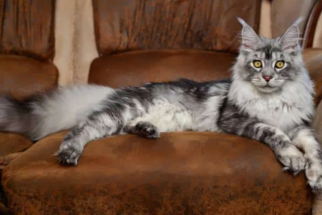 Cat Toe Tufts: A Comprehensive Guide