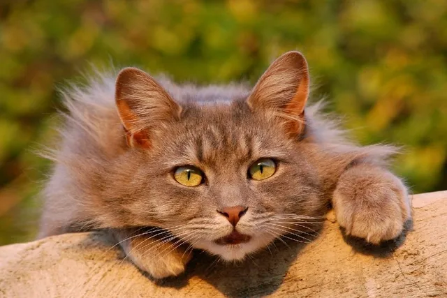 How Does a Cat Purr? The Evolution & Meaning Behind a Purr (Vet Reviewed)