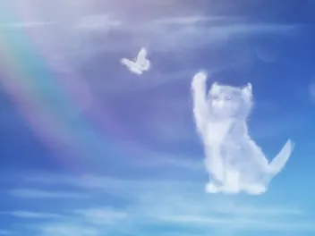 Do Cats Have Souls? Vet-Reviewed Science & Present-Day Opinions