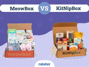 meowbox vs. KitNipBox: The Differences Explained (2026 Update)