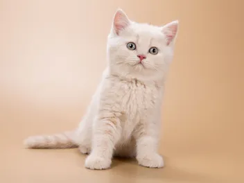 Are British Shorthair Cats Smarter Than Most Cats? Vet-Verified Breed Facts & FAQs