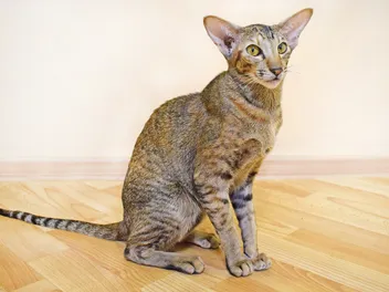 7 Skinny Cat Breeds: Top Choices for Your Home (With Info & Pictures)
