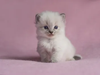 Ragdoll Kittens for Sale in Oregon: Breeders List 2026