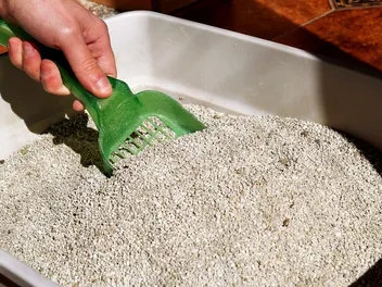 How to Dispose of Cat Poop: 4 Hygienic & Safe Methods