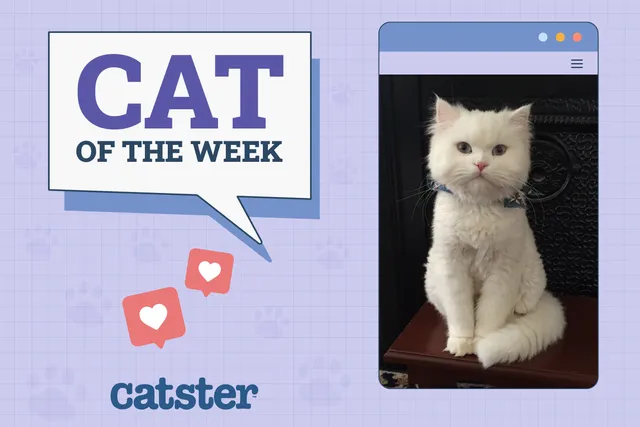 Catster Photo Contest: Cats of the Week Winners (Mar 20, 2025)