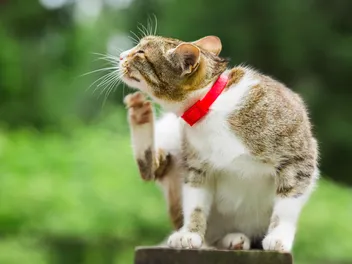 Can Bird Mites Live on Cats? Vet-Verified Facts & Tips