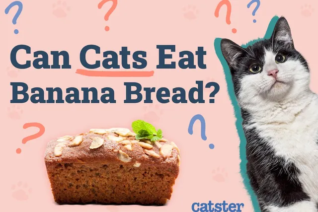 Can Cats Eat Banana Bread? Vet-Approved Facts & FAQ
