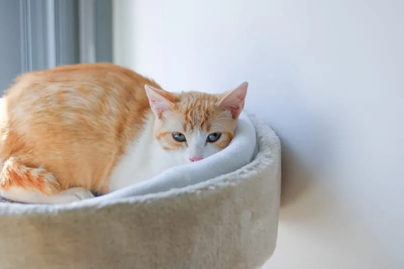 A closeup shot of an Anatolian cat lying in her bed