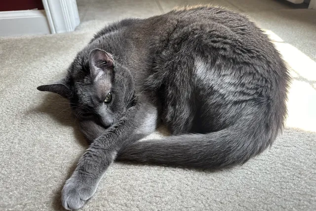 Do You Have a Guard Cat? How Olga Guards Her Territory