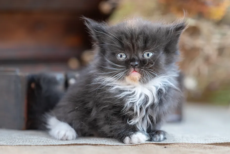 Longhair Scottish Fold Kitten