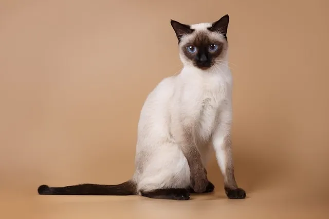 The History of Siamese Cats - Taking a Look at Their Past