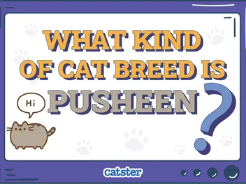 What Kind of Cat Breed Is Pusheen? The Story Behind the Popular Cat GIF