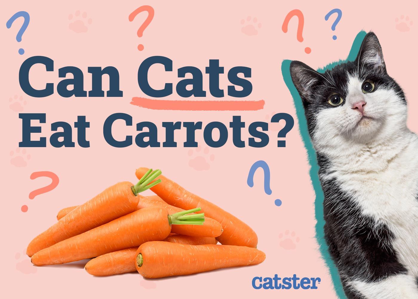 Can Cats Eat Carrots