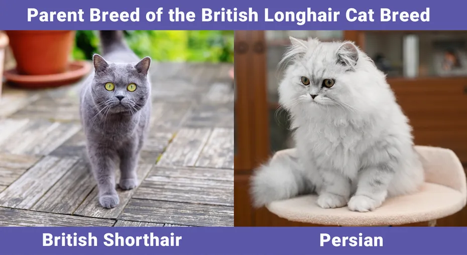 Parent Breed of the British Longhair Cat Breed