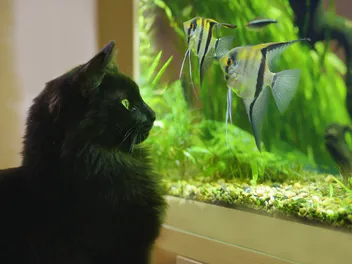 Why Do Cats Like Fish? 4 Interesting Vet-Reviewed Reasons