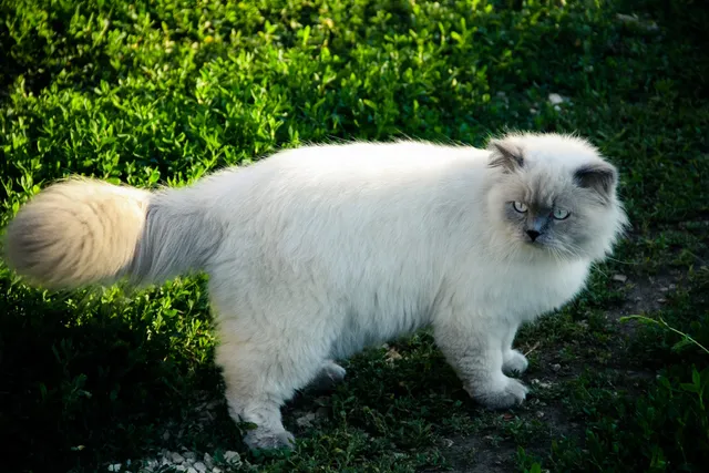 Will Cat Poop Kill My Plants? Vet-Verified Risks, Prevention & FAQ