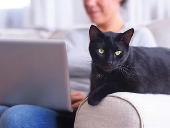 What If Your Cat Isn’t a Lap Cat? 6 Vet-Approved Reasons They May Not Want to Sit With You