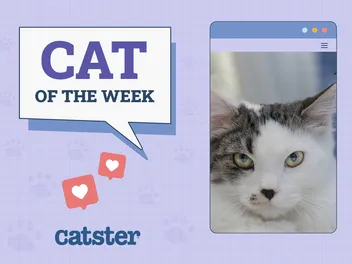 Catster Photo Contest: Cats of the Week Winners (January 15, 2026)