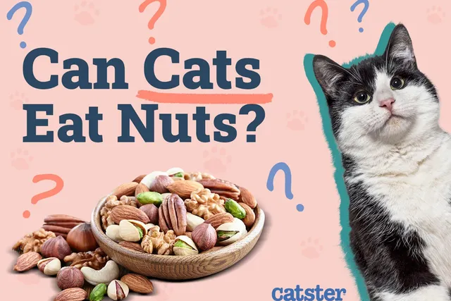 Can Cats Eat Nuts? Vet Approved Facts & Safety Guide