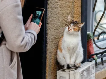 Cat Photography Q&A With Andrew Marttila