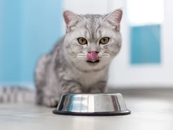 How to Make Catnip Tea for Cats: 6 Easy Recipes