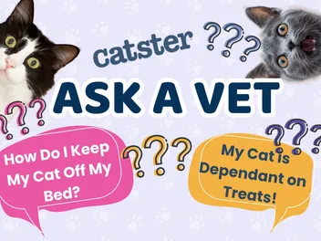 Ask Dr. Paola – Help! My Cat is Dependant on Treats! (March 16, 2026)