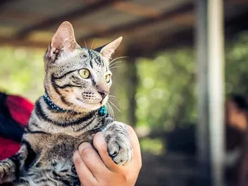 How to Pick Up a Cat the Right Way: Vet-Approved Tips & Tricks