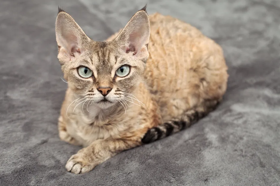 beautiful devon rex tabby cat is laying on a soft blanket