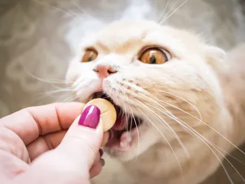 6 Best Cat Calming Supplements for Anxiety & Stress in 2026 - Reviews & Top Picks