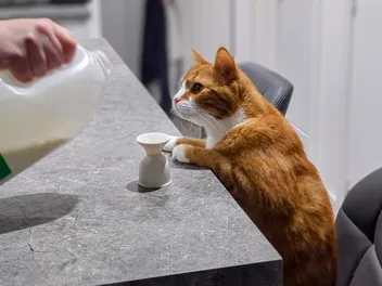 Someone Pour Me Up A Double Shot of Milk, Please: Alex's Nightcaps