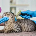 vet-doctors-brushing-scottish-fold-cat_
