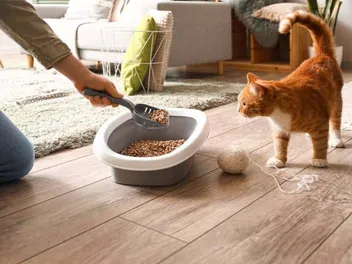 8 Best Cheap Cat Litters in 2026 - Reviews & Top Picks