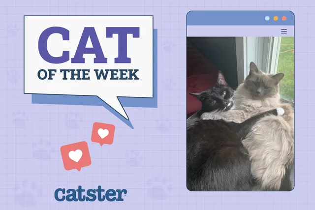 Catster Photo Contest: Cats of the Week Winners (Mar 27, 2025)