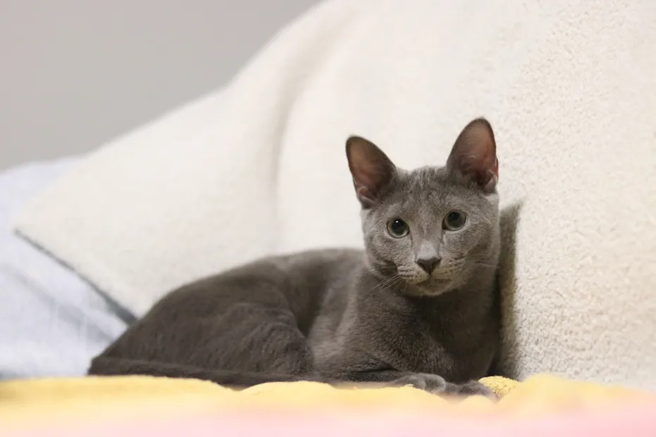russian blue lying down