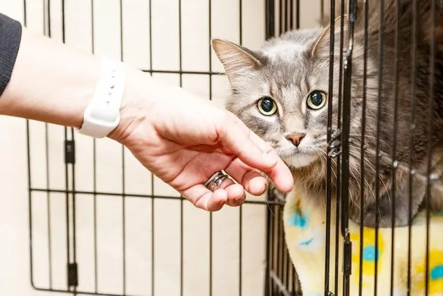 Shy Cats Explained: Possible Causes & Vet-Approved Tips to Help