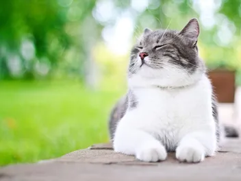 What Smells Do Cats Like? 9 Vet-Verified Scents They Can't Resist