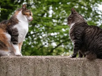 How Do Cats Greet Each Other? Feline Communication Explained