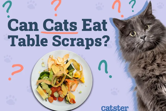 Can Cats Eat Table Scraps? 6 Vet-Reviewed Things to Consider
