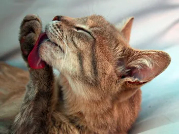 Do Cats Lick Themselves to Get Your Scent Off? 3 Surprising Theories
