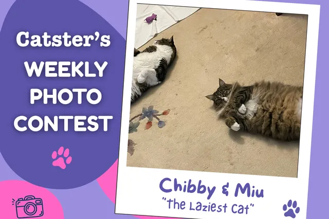 Catster’s Weekly Photo Contest Winners: The Laziest Cat (July 20, 2026)