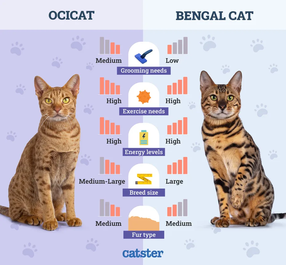 Catster_Side by Side Comparison OciCat vs Bengal Cat