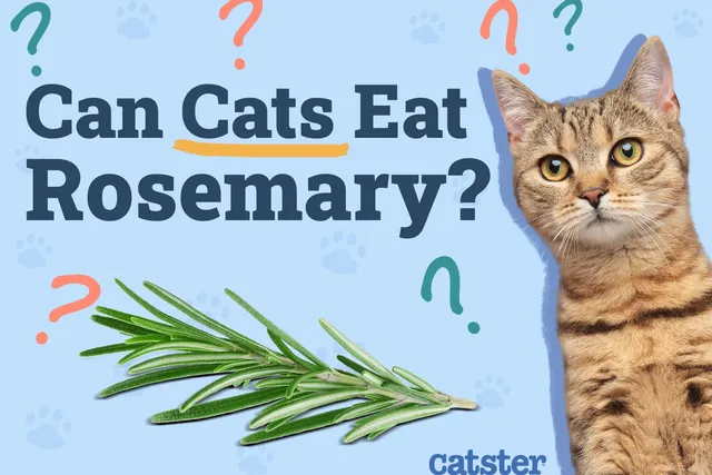 Can Cats Eat Rosemary? Vet-Verified Potential Benefits & Risks