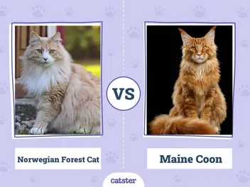 Norwegian Forest Cat vs. Maine Coon: Vet-Reviewed Differences (With Pictures)