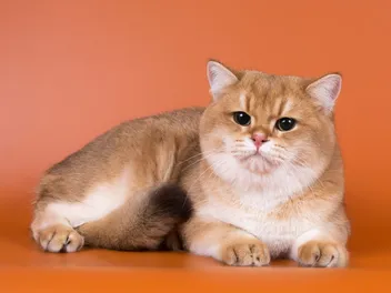 Golden British Shorthair Cat: Info, Pictures, Facts & History