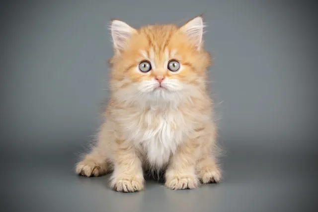 How Big Will My Kitten Get & Which Factors Affect It? Vet-Verified Facts & Tips