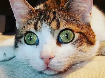 Mr. Chat, Paralyzed in a Fall, Has a Happy and Playful Life