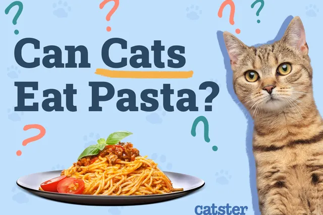 Can Cats Eat Pasta? Vet-Reviewed Diet Facts & FAQ