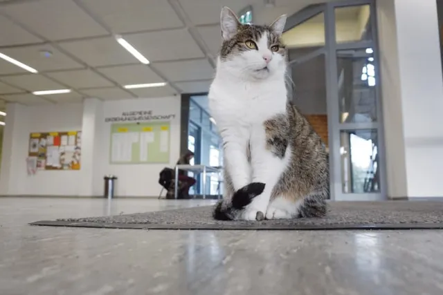 This Clever Cat Has Lived at a German University for 13 Years