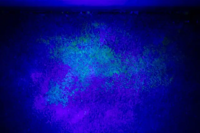 Does Cat Pee Glow Under a Black Light? Science-Based Facts & Tips