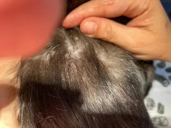 Miliary Dermatitis in Cats: Causes, Signs & Treatments (Vet Answer)